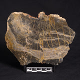 LINELLA AVIS STROMATOLITE, Neoproterozoic, Australia ZLA013