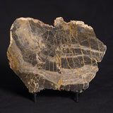 LINELLA AVIS STROMATOLITE, Neoproterozoic, Australia ZLA013
