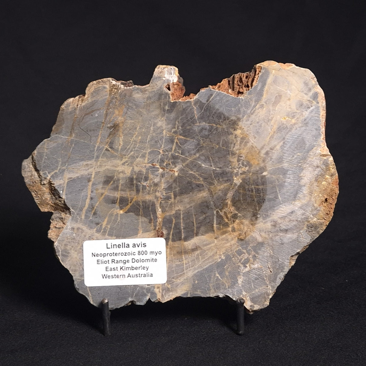 LINELLA AVIS STROMATOLITE, Neoproterozoic, Australia ZLA013