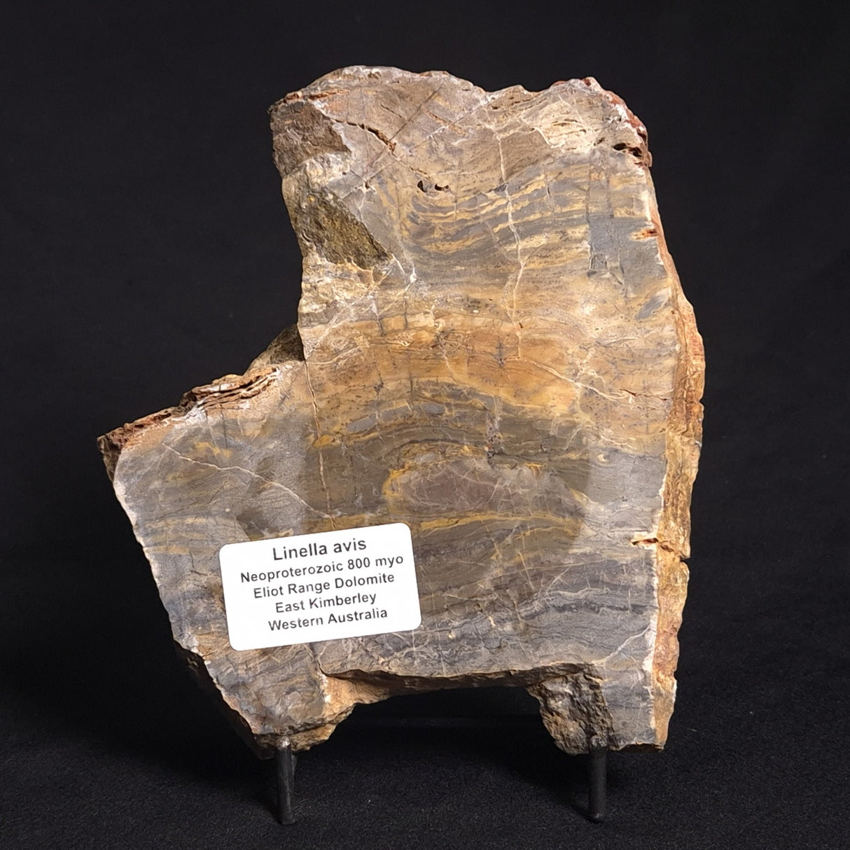 LINELLA AVIS STROMATOLITE, Neoproterozoic, Australia ZLA014