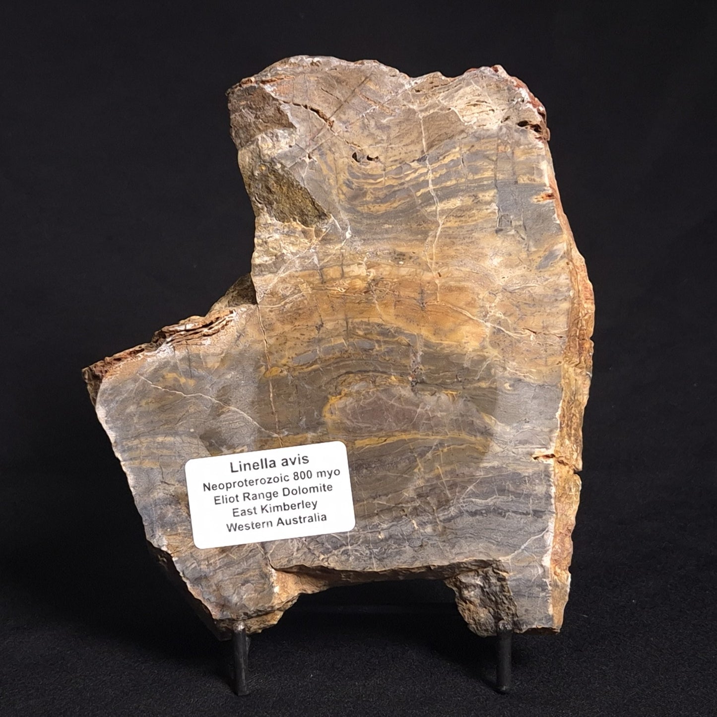 LINELLA AVIS STROMATOLITE, Neoproterozoic, Australia ZLA014