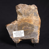 LINELLA AVIS STROMATOLITE, Neoproterozoic, Australia ZLA014