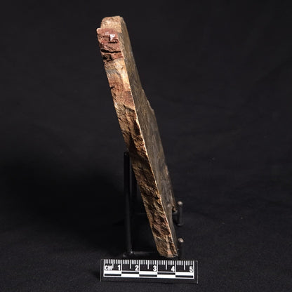 LINELLA AVIS STROMATOLITE, Neoproterozoic, Australia ZLA014