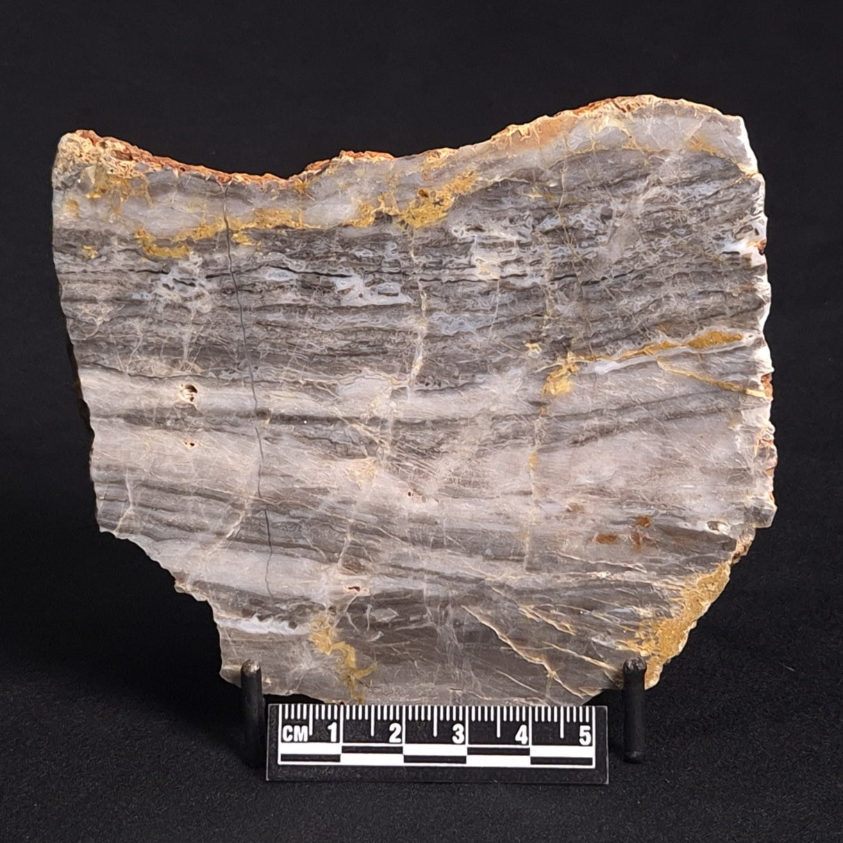LINELLA AVIS STROMATOLITE, Neoproterozoic, Australia ZLA015