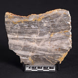 LINELLA AVIS STROMATOLITE, Neoproterozoic, Australia ZLA015