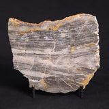 LINELLA AVIS STROMATOLITE, Neoproterozoic, Australia ZLA015