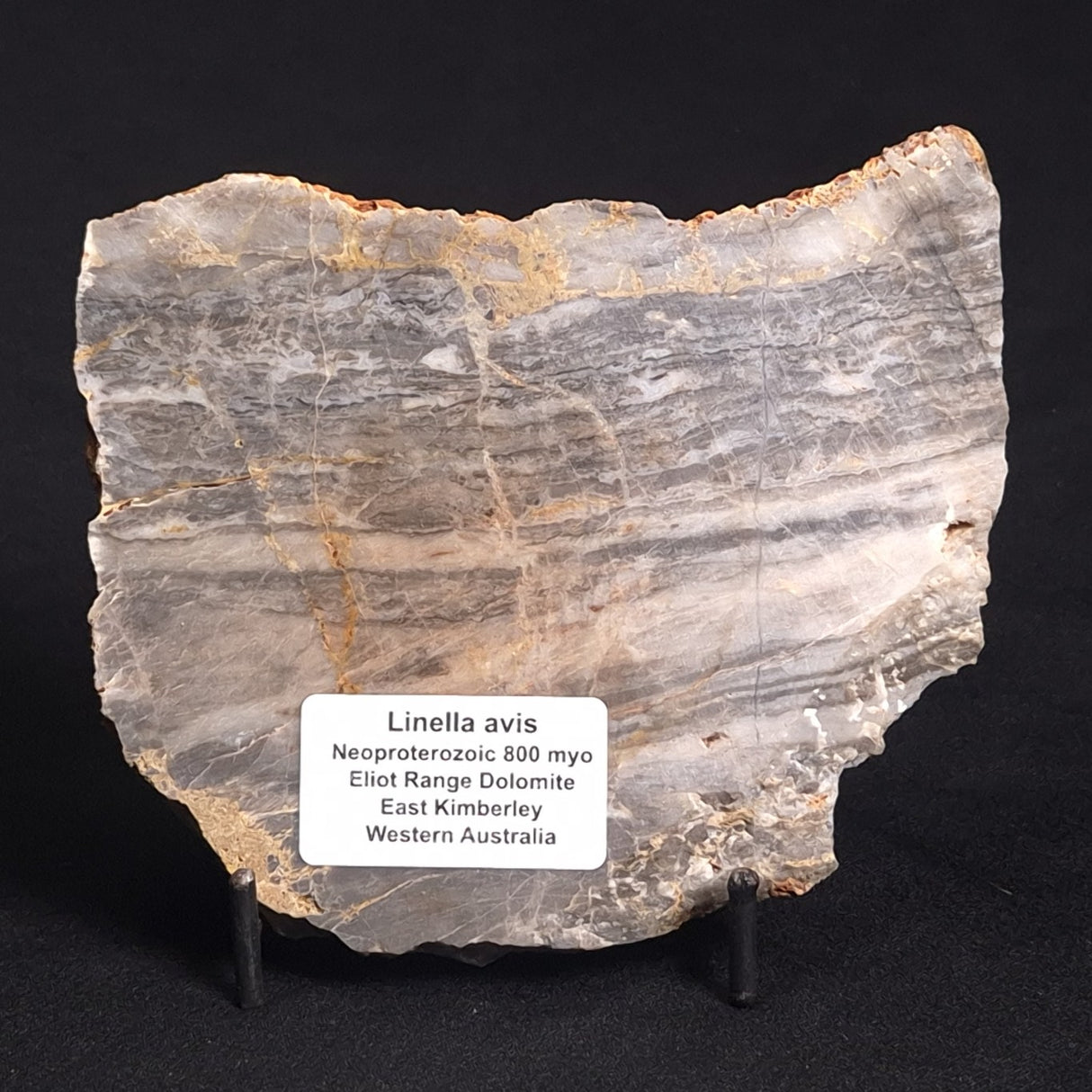 LINELLA AVIS STROMATOLITE, Neoproterozoic, Australia ZLA015