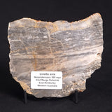 LINELLA AVIS STROMATOLITE, Neoproterozoic, Australia ZLA015