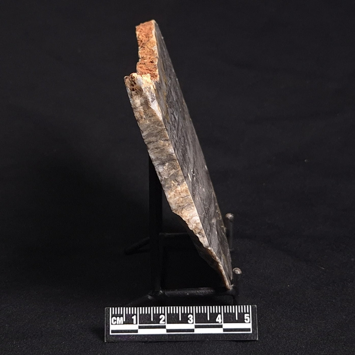 LINELLA AVIS STROMATOLITE, Neoproterozoic, Australia ZLA015