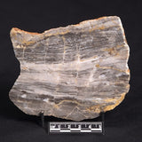 LINELLA AVIS STROMATOLITE, Neoproterozoic, Australia ZLA016