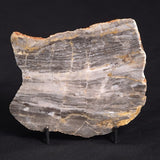 LINELLA AVIS STROMATOLITE, Neoproterozoic, Australia ZLA016