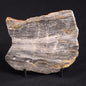 LINELLA AVIS STROMATOLITE, Neoproterozoic, Australia ZLA016