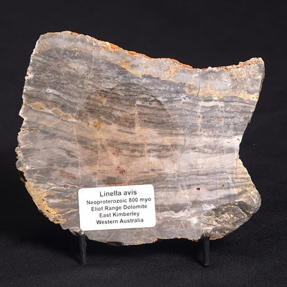 LINELLA AVIS STROMATOLITE, Neoproterozoic, Australia ZLA016