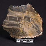 LINELLA AVIS STROMATOLITE, Neoproterozoic, Australia ZLA017