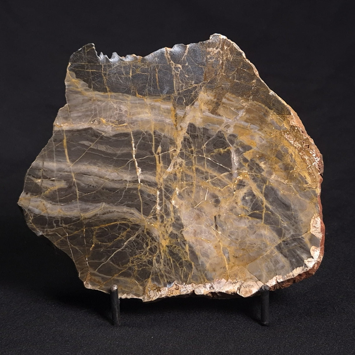 LINELLA AVIS STROMATOLITE, Neoproterozoic, Australia ZLA017