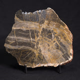 LINELLA AVIS STROMATOLITE, Neoproterozoic, Australia ZLA017