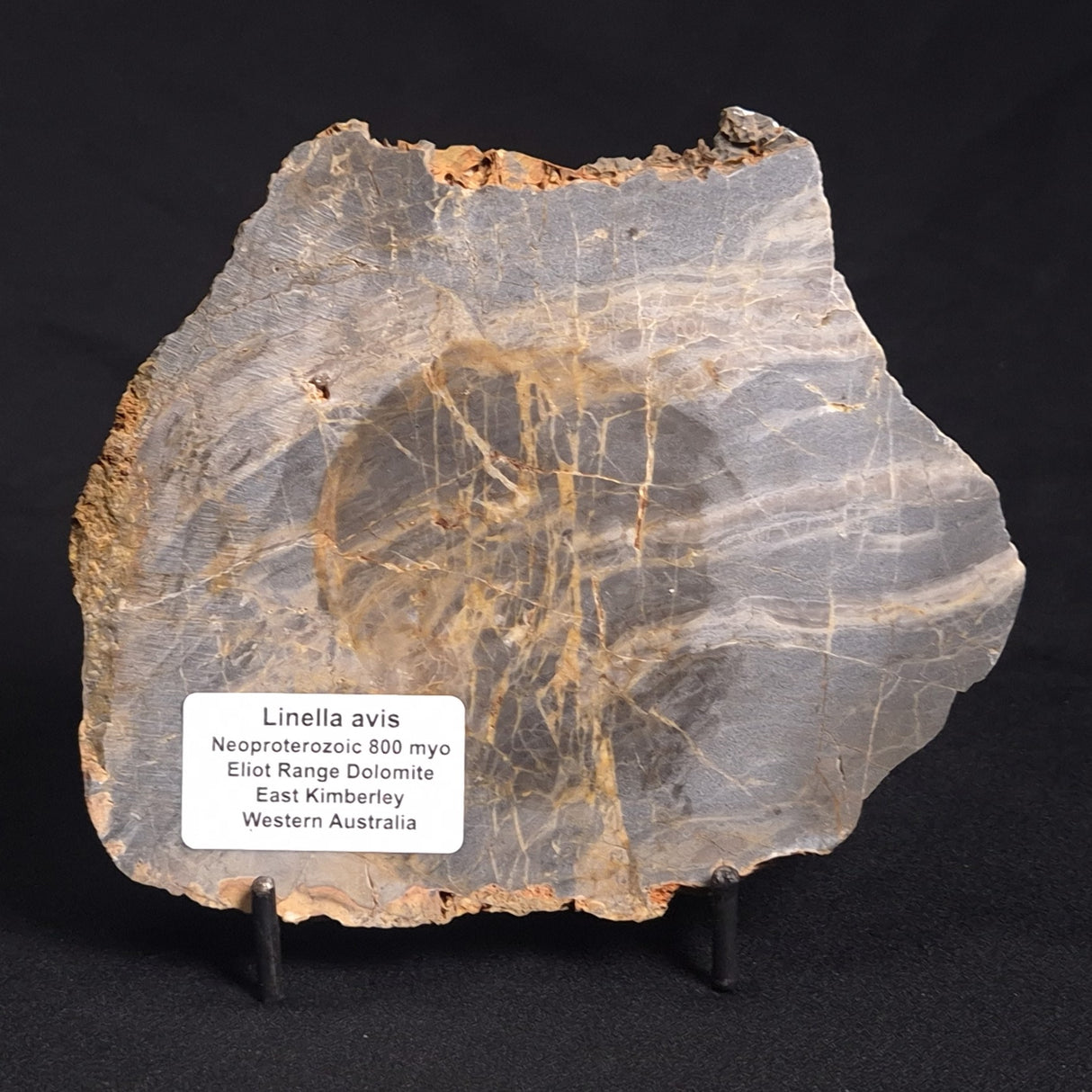 LINELLA AVIS STROMATOLITE, Neoproterozoic, Australia ZLA017