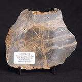 LINELLA AVIS STROMATOLITE, Neoproterozoic, Australia ZLA017