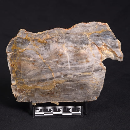LINELLA AVIS STROMATOLITE, Neoproterozoic, Australia ZLA018