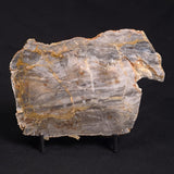 LINELLA AVIS STROMATOLITE, Neoproterozoic, Australia ZLA018