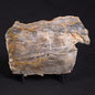 LINELLA AVIS STROMATOLITE, Neoproterozoic, Australia ZLA018