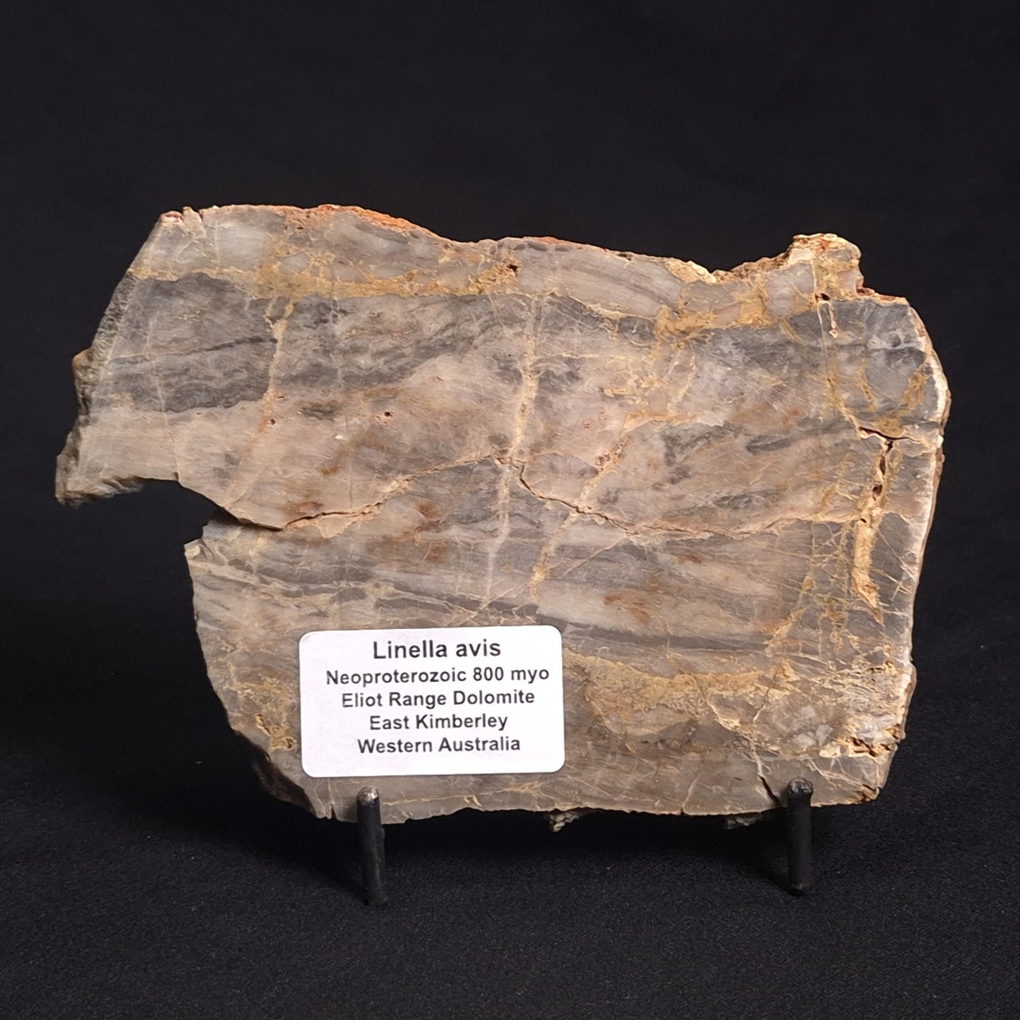 LINELLA AVIS STROMATOLITE, Neoproterozoic, Australia ZLA018