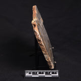 LINELLA AVIS STROMATOLITE, Neoproterozoic, Australia ZLA018