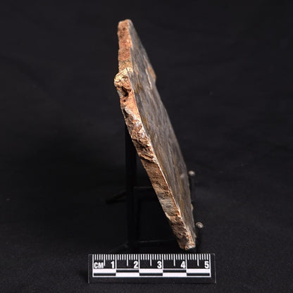 LINELLA AVIS STROMATOLITE, Neoproterozoic, Australia ZLA018