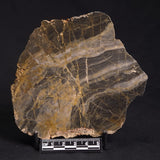 LINELLA AVIS STROMATOLITE, Neoproterozoic, Australia ZLA019