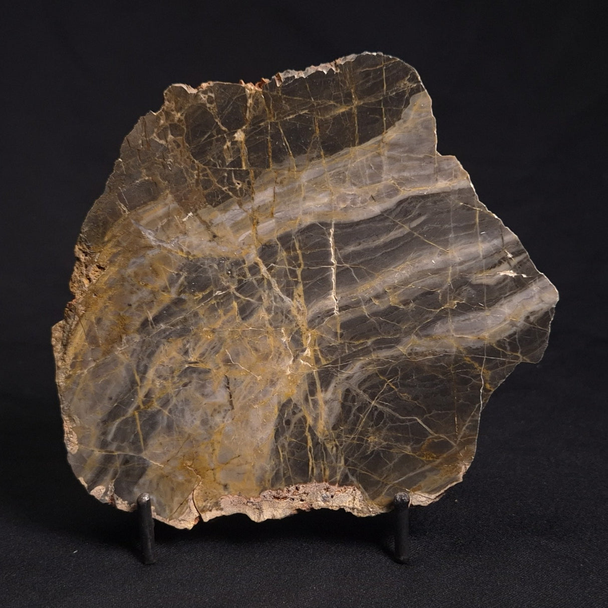 LINELLA AVIS STROMATOLITE, Neoproterozoic, Australia ZLA019