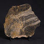 LINELLA AVIS STROMATOLITE, Neoproterozoic, Australia ZLA019