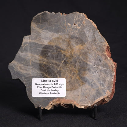 LINELLA AVIS STROMATOLITE, Neoproterozoic, Australia ZLA019