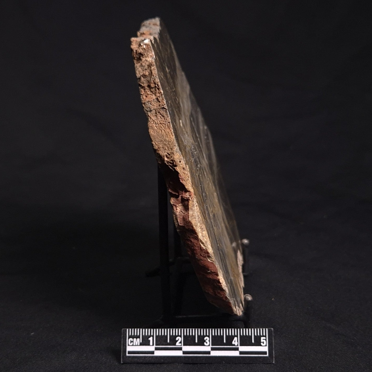 LINELLA AVIS STROMATOLITE, Neoproterozoic, Australia ZLA019