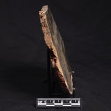 LINELLA AVIS STROMATOLITE, Neoproterozoic, Australia ZLA019