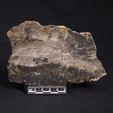 LINELLA AVIS STROMATOLITE, Neoproterozoic, Australia ZLA020