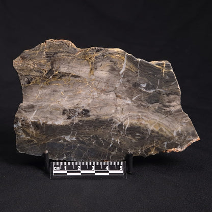 LINELLA AVIS STROMATOLITE, Neoproterozoic, Australia ZLA020