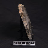 LINELLA AVIS STROMATOLITE, Neoproterozoic, Australia ZLA020