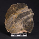 LINELLA AVIS STROMATOLITE, Neoproterozoic, Australia ZLA021
