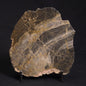 LINELLA AVIS STROMATOLITE, Neoproterozoic, Australia ZLA021