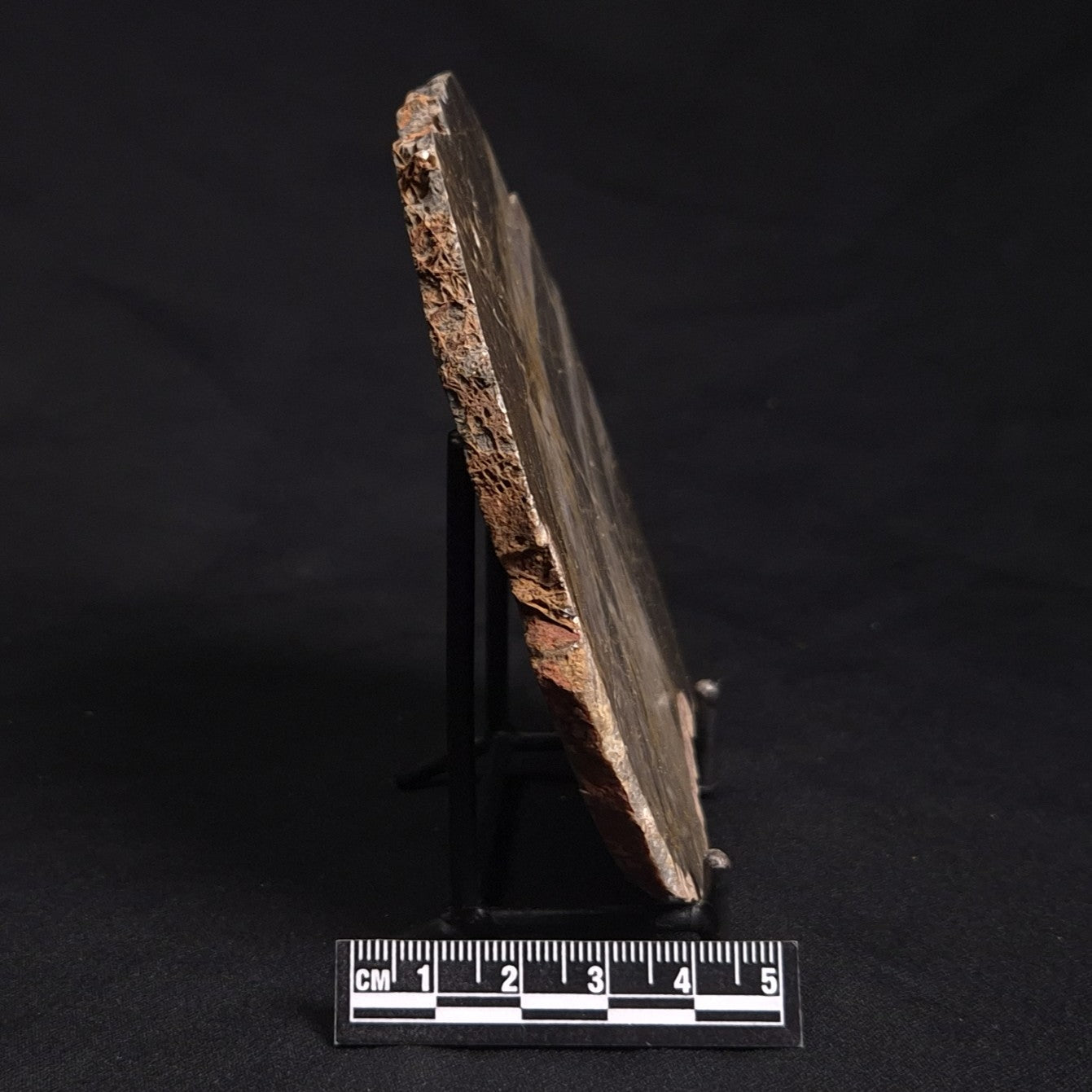 LINELLA AVIS STROMATOLITE, Neoproterozoic, Australia ZLA021