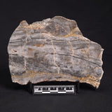 LINELLA AVIS STROMATOLITE, Neoproterozoic, Australia ZLA022