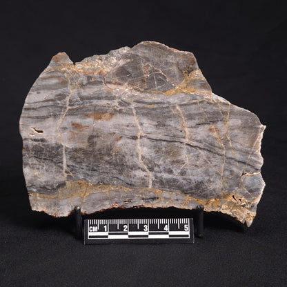 LINELLA AVIS STROMATOLITE, Neoproterozoic, Australia ZLA022