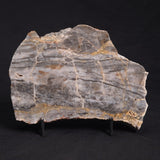 LINELLA AVIS STROMATOLITE, Neoproterozoic, Australia ZLA022