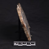 LINELLA AVIS STROMATOLITE, Neoproterozoic, Australia ZLA022