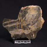 LINELLA AVIS STROMATOLITE, Neoproterozoic, Australia ZLA023