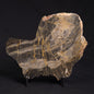 LINELLA AVIS STROMATOLITE, Neoproterozoic, Australia ZLA023