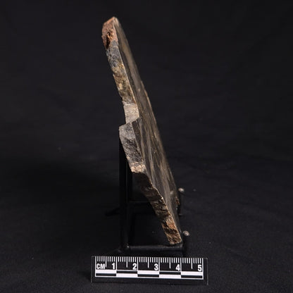 LINELLA AVIS STROMATOLITE, Neoproterozoic, Australia ZLA023