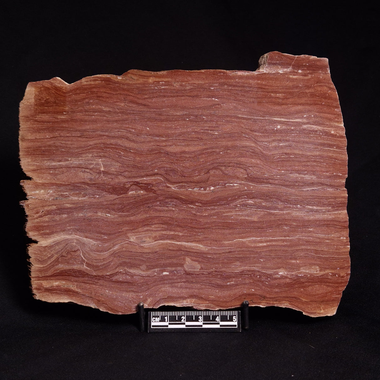 ACACIELLA AUSTRALICA STROMATOLITE, Proterozoic, Australia ZAA001