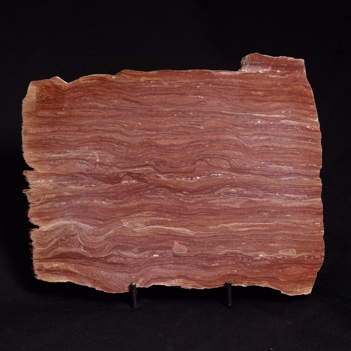 ACACIELLA AUSTRALICA STROMATOLITE, Proterozoic, Australia ZAA001