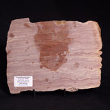 ACACIELLA AUSTRALICA STROMATOLITE, Proterozoic, Australia ZAA001